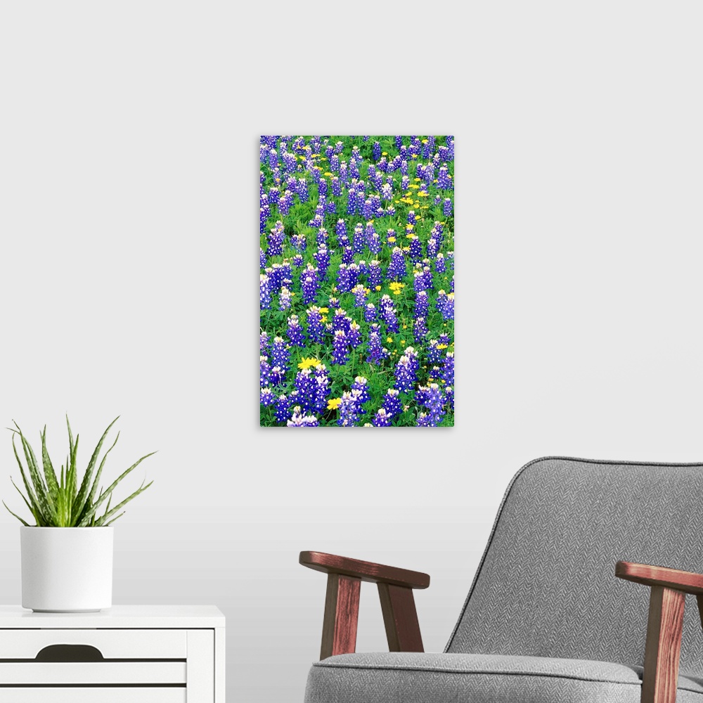 A modern room featuring Bluebonnets And Flax