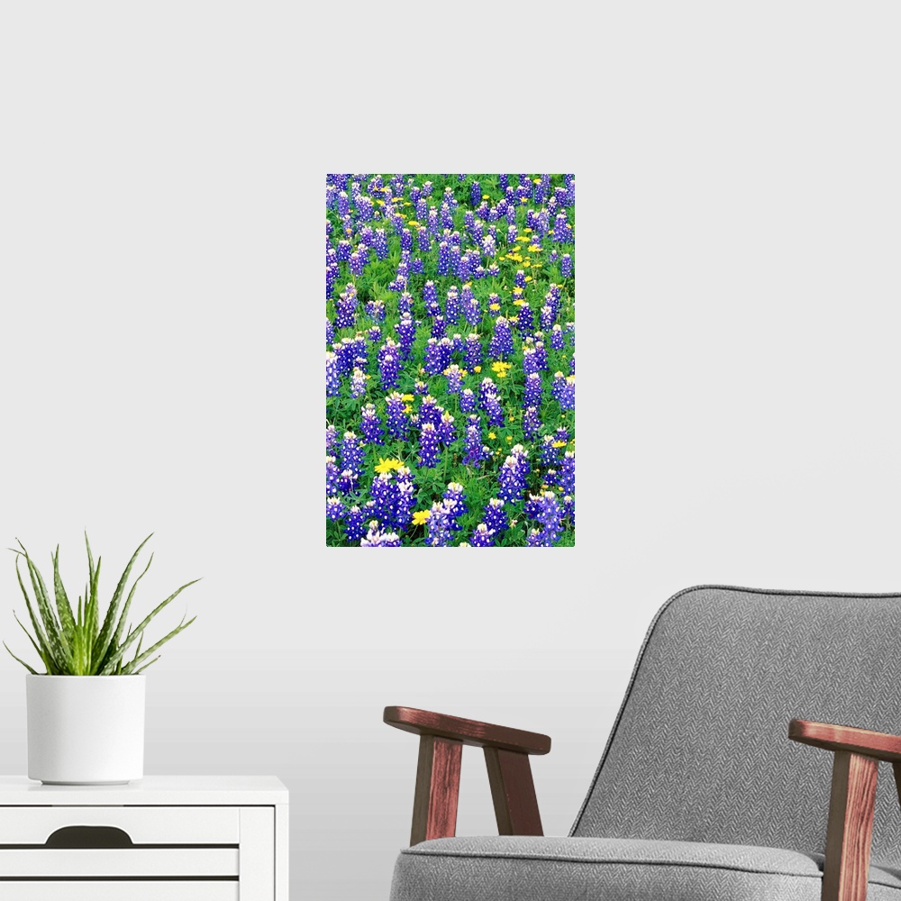 A modern room featuring Bluebonnets And Flax