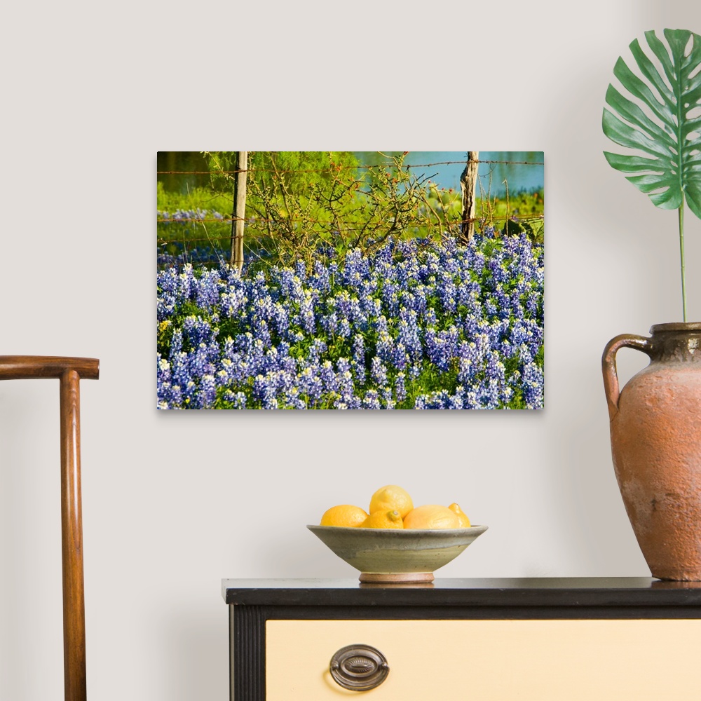 A traditional room featuring Bluebonnets, Texas