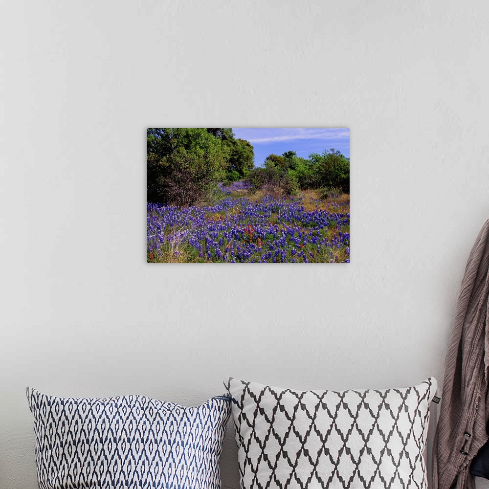 A bohemian room featuring Bluebonnets are the Texas state flower and bloom in the Texas Hill Country in the spring.