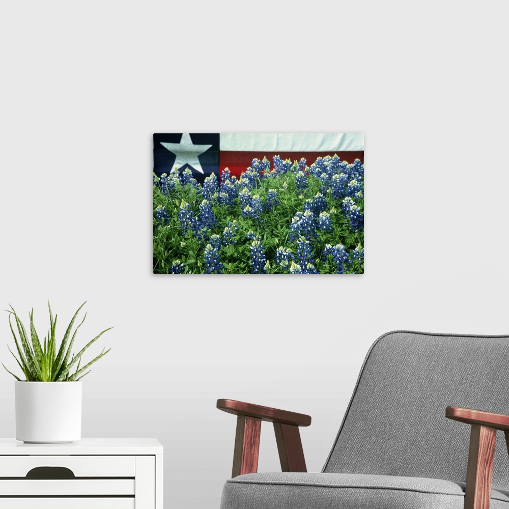 A modern room featuring Bluebonnets are the state flower of Texas.