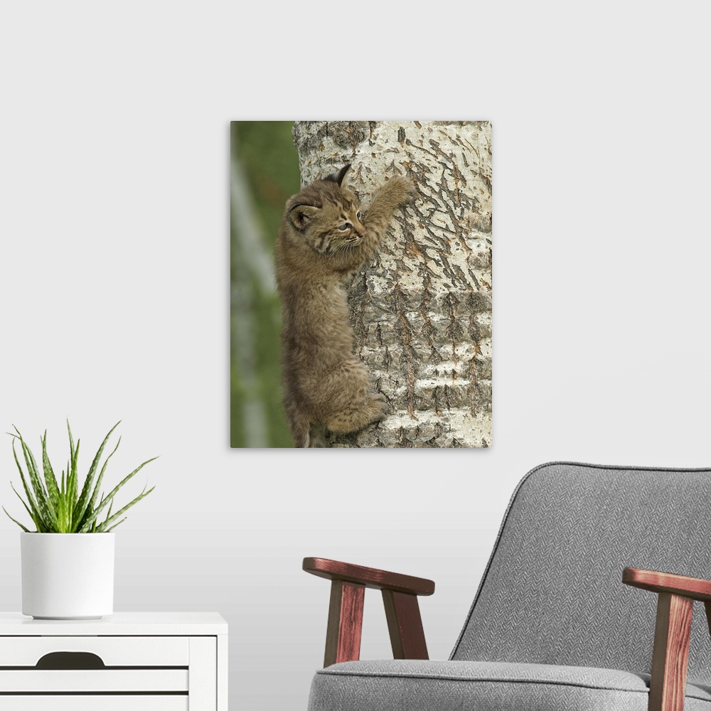 A modern room featuring Bobcat kitten climbing a tree