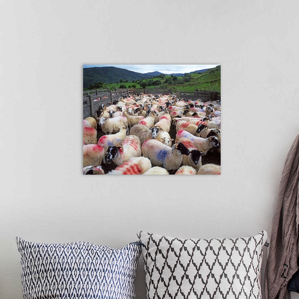 A bohemian room featuring Bonane, County Kerry, Ireland, Sheep