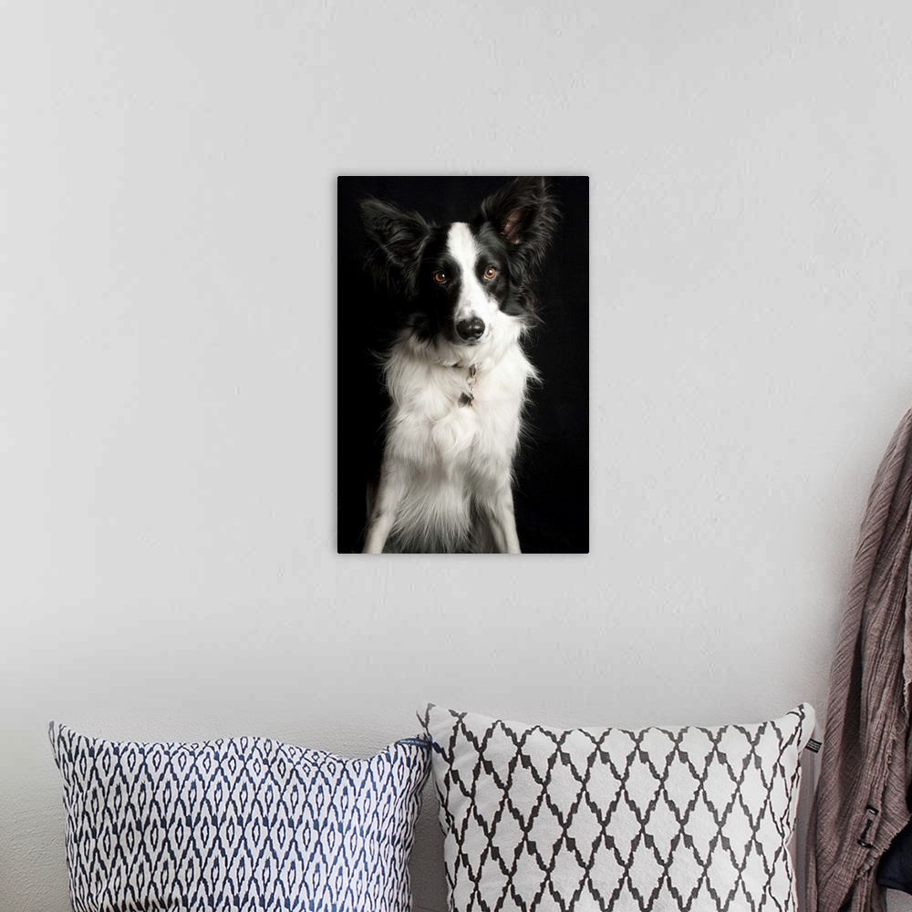 A bohemian room featuring An inquisitive Border Collie posing for the camera.