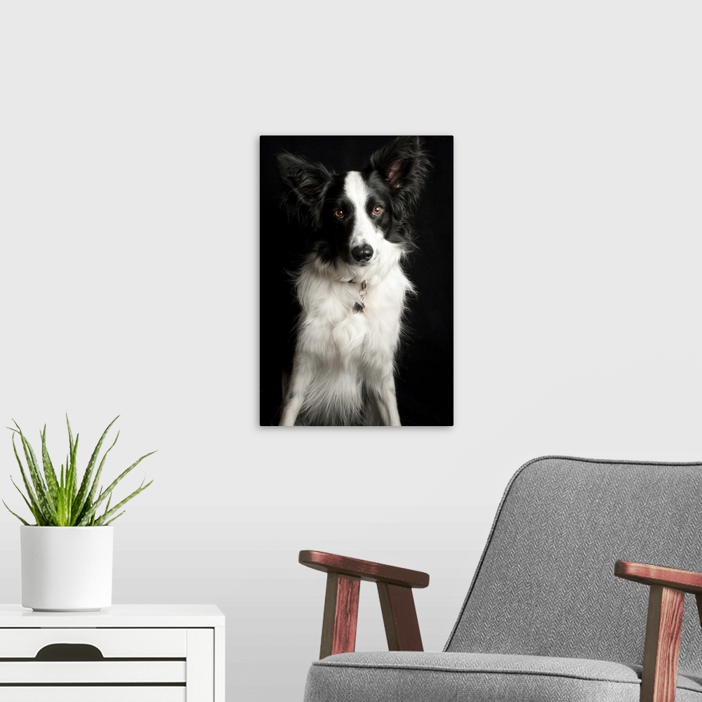 A modern room featuring An inquisitive Border Collie posing for the camera.