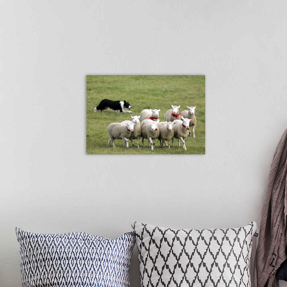 A bohemian room featuring Border Collie Dog herding sheep in green pasture.