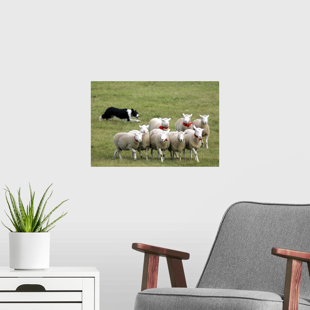 A modern room featuring Border Collie Dog herding sheep in green pasture.