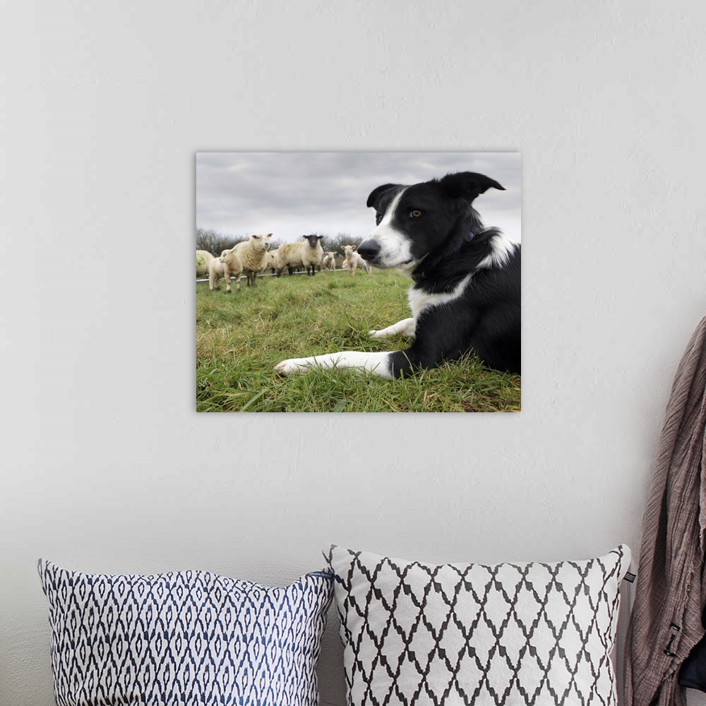 A bohemian room featuring Border collie in field with sheep