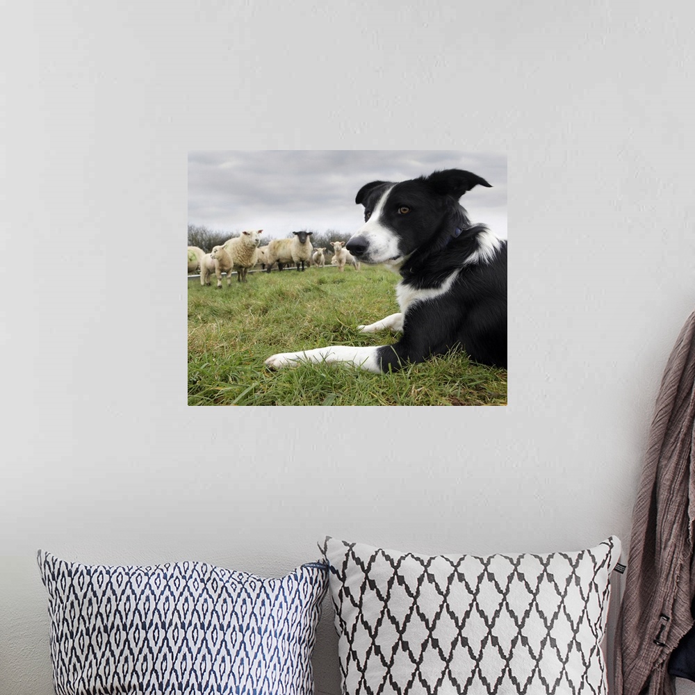 A bohemian room featuring Border collie in field with sheep