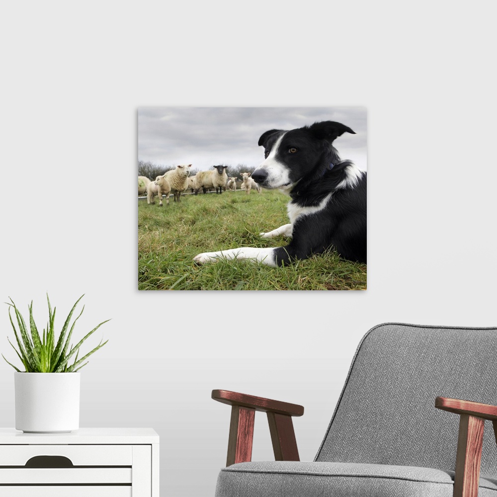 A modern room featuring Border collie in field with sheep