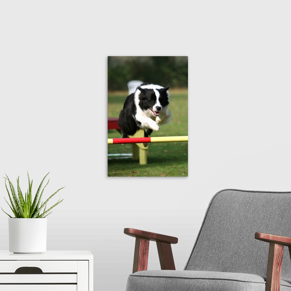 A modern room featuring Border Collie jumping over a hurdle