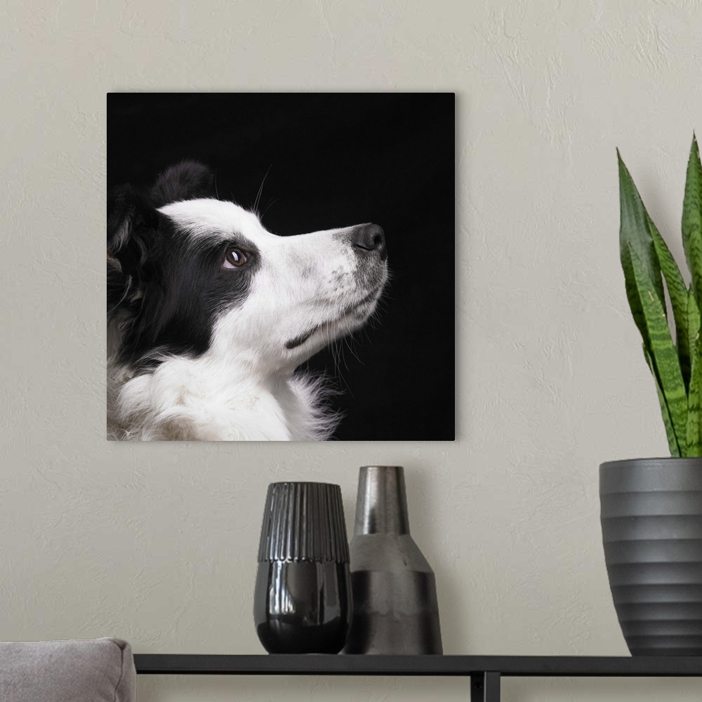 A modern room featuring Border Collie looking toward light in studio.