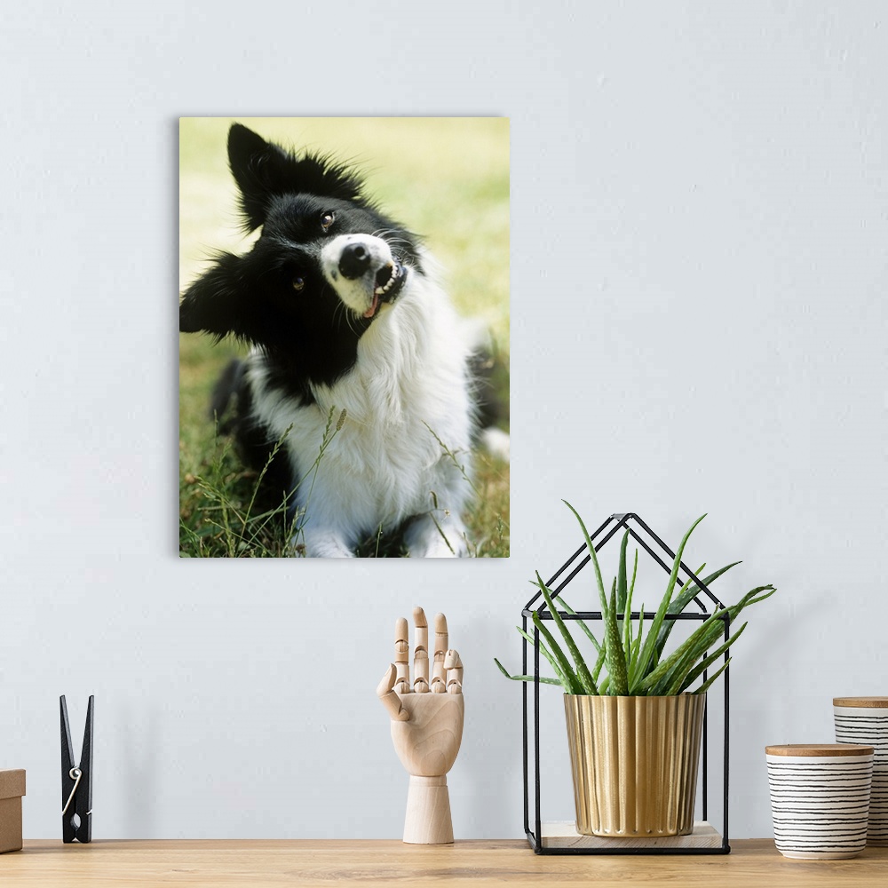 A bohemian room featuring Border collie lying on grass