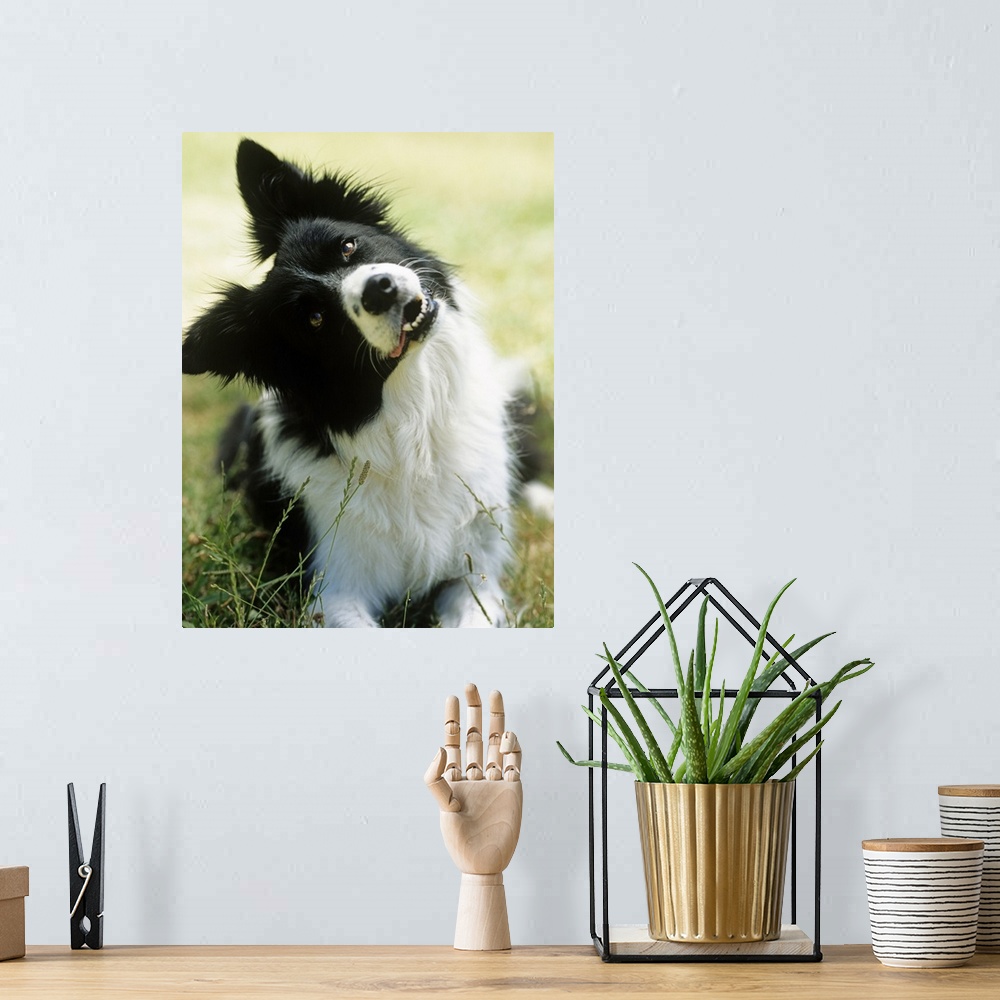 A bohemian room featuring Border collie lying on grass