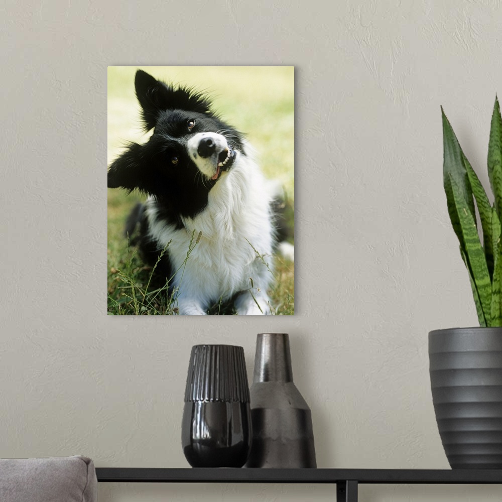 A modern room featuring Border collie lying on grass
