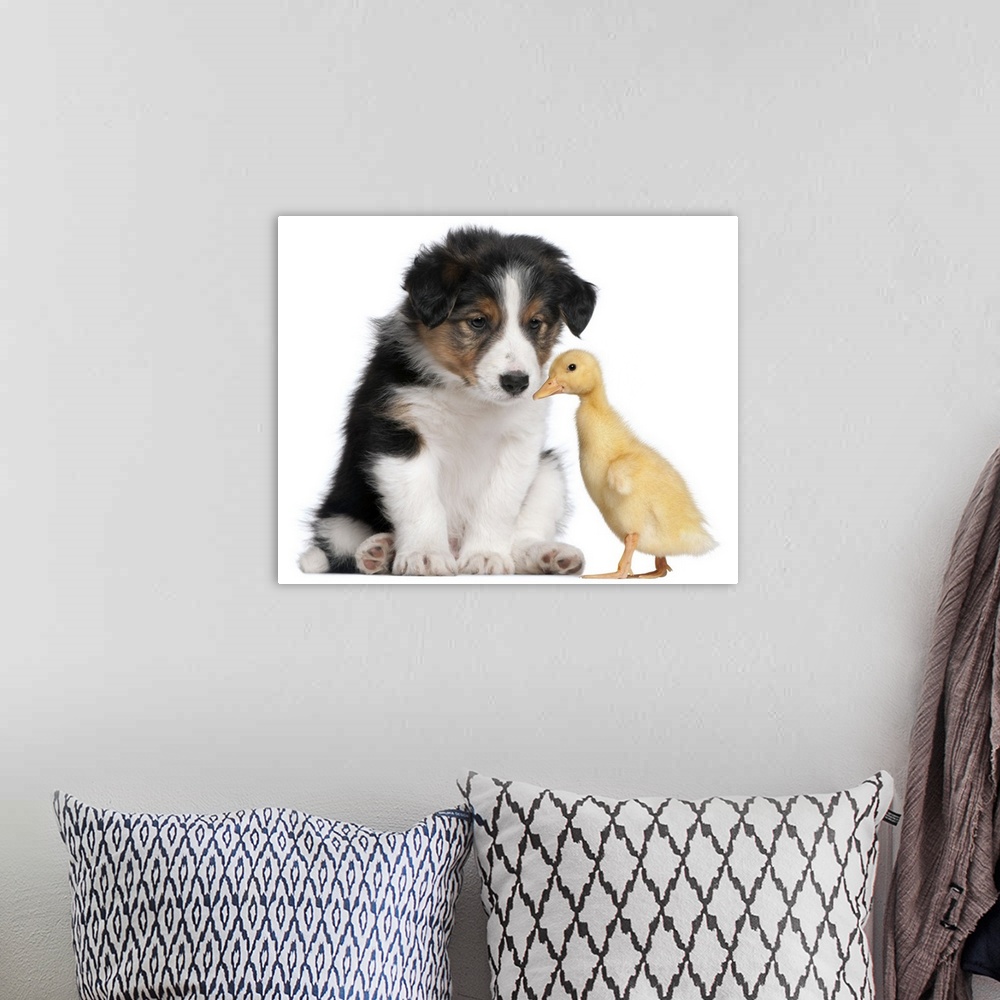 A bohemian room featuring Border collie puppy (6 weeks old) playing with domestic duckling (1 week old)