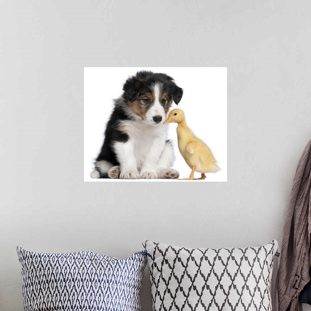 A bohemian room featuring Border collie puppy (6 weeks old) playing with domestic duckling (1 week old)