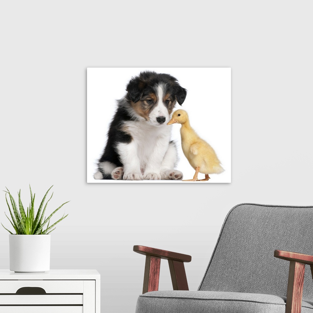A modern room featuring Border collie puppy (6 weeks old) playing with domestic duckling (1 week old)