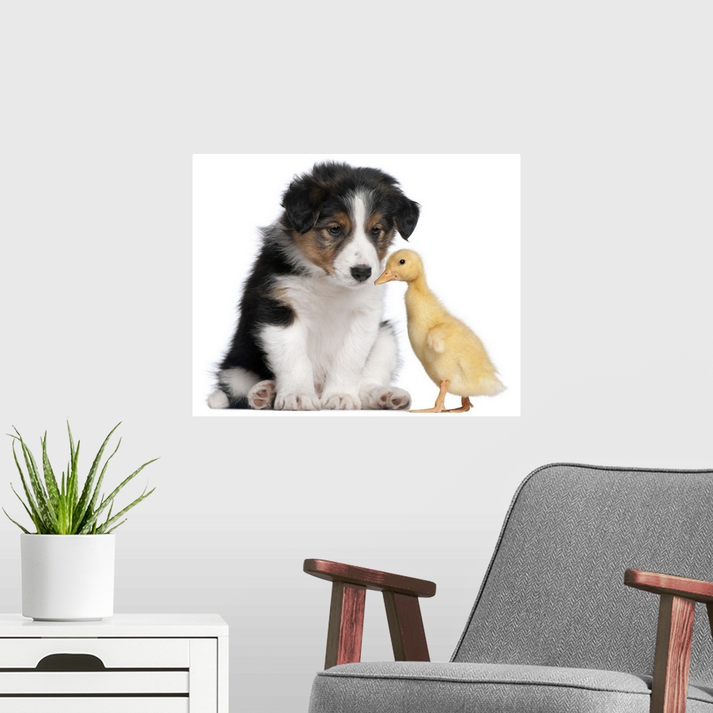 A modern room featuring Border collie puppy (6 weeks old) playing with domestic duckling (1 week old)
