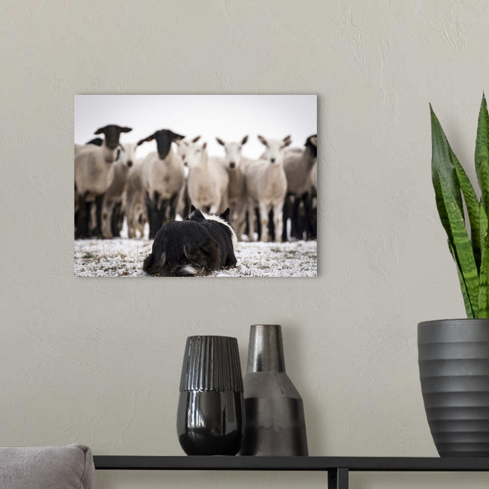A modern room featuring Working Border Collie, holding the flock