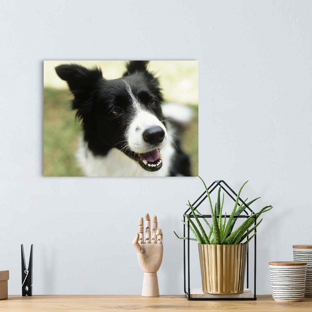 A bohemian room featuring Border collie sitting on grass,close-up
