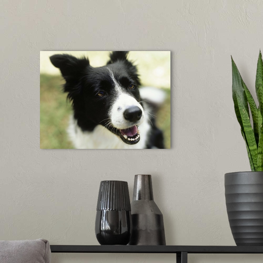 A modern room featuring Border collie sitting on grass,close-up