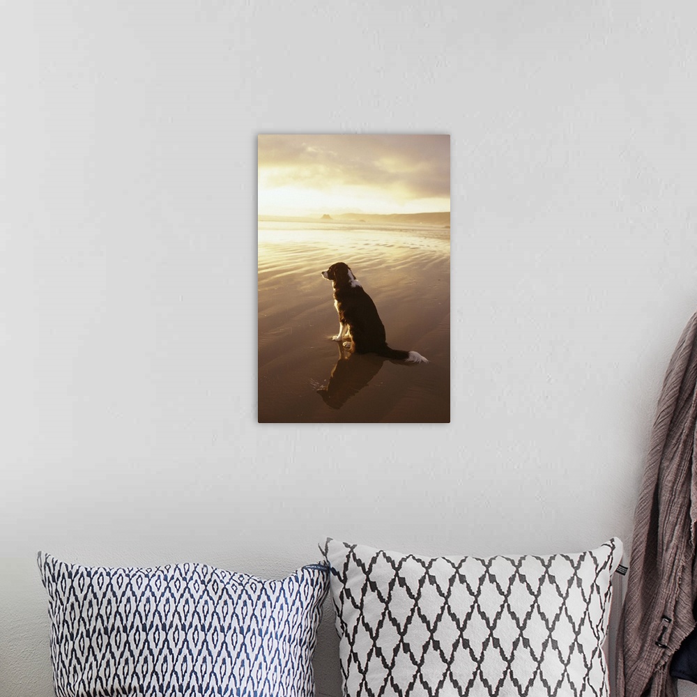 A bohemian room featuring Border Collie watching the sun set at a beach in California