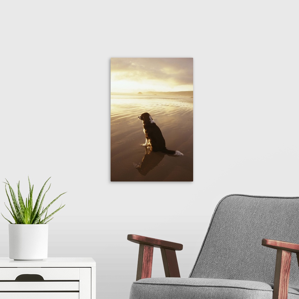 A modern room featuring Border Collie watching the sun set at a beach in California