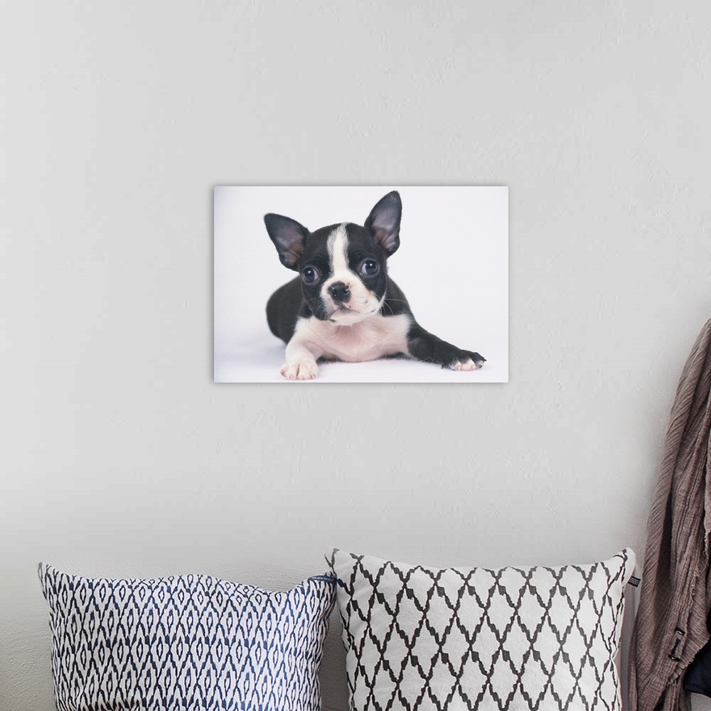 A bohemian room featuring The Boston Terrier is a breed of dog originating in the United State of America.