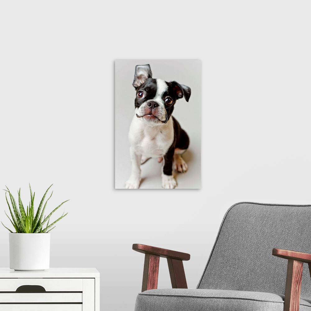 A modern room featuring Boston Terrier dog puppy.