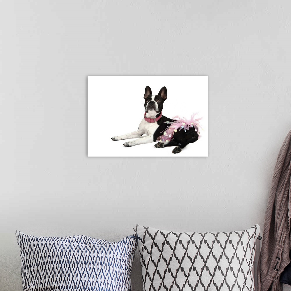 A bohemian room featuring Studio portrait of a Froston (Frenchie x Boston)mixed breed dog lying dog and wearing a pink tutu.