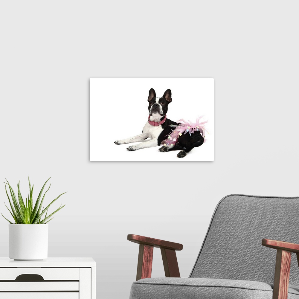 A modern room featuring Studio portrait of a Froston (Frenchie x Boston)mixed breed dog lying dog and wearing a pink tutu.