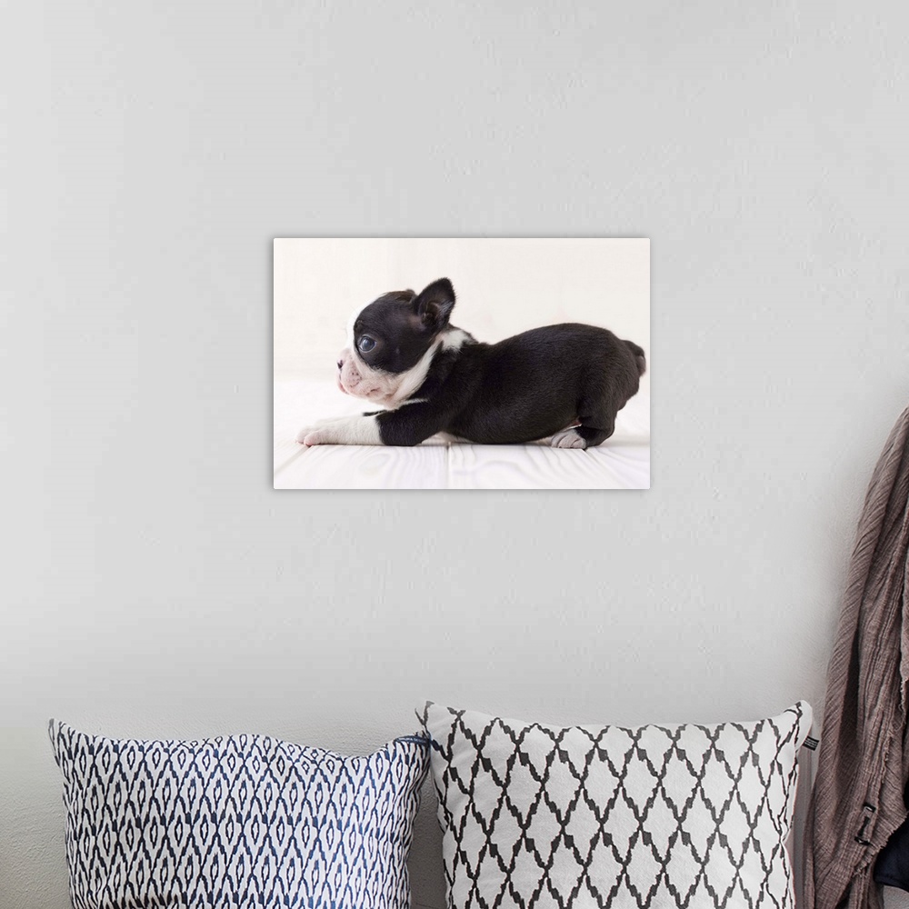 A bohemian room featuring Boston terrier lying down
