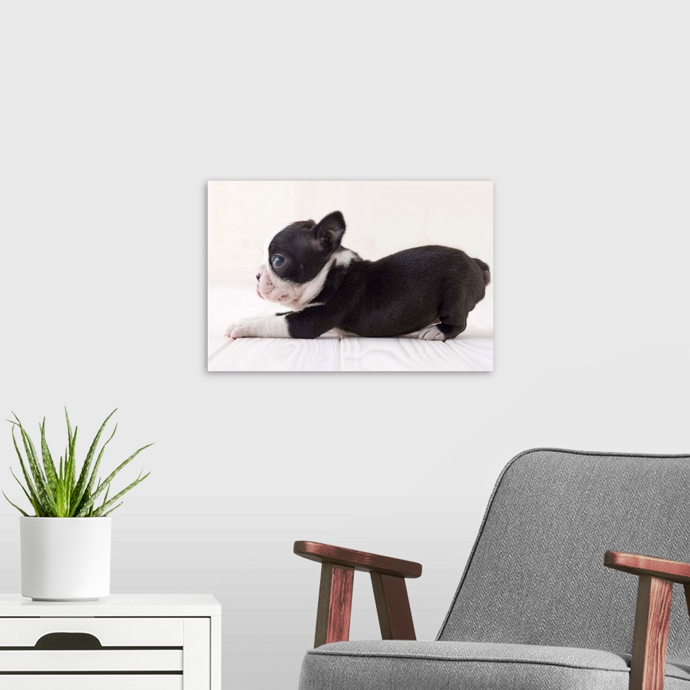 A modern room featuring Boston terrier lying down