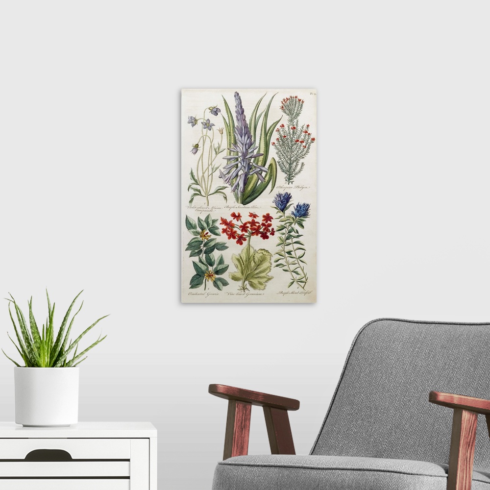 A modern room featuring Botanical Print Of Various Flowers By J. Hill