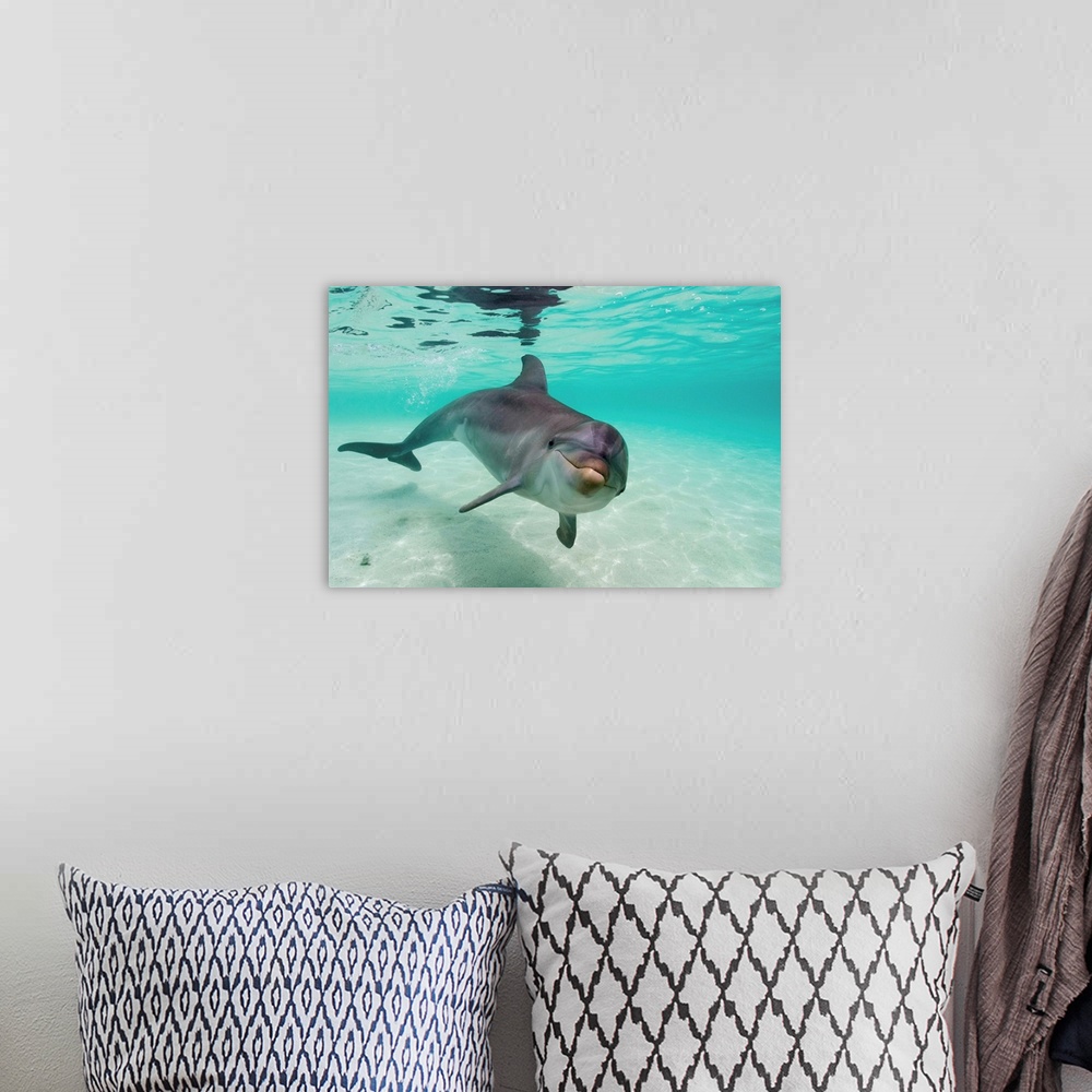 A bohemian room featuring Bottlenose Dolphin (Tursiops truncatus) in Caribbean Sea near Roatan Island. | Location: near Roa...
