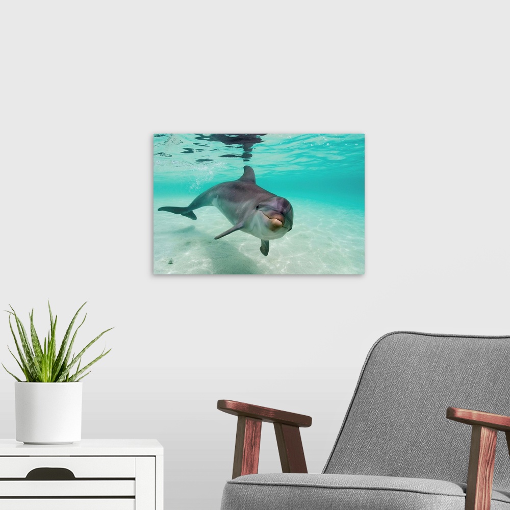 A modern room featuring Bottlenose Dolphin (Tursiops truncatus) in Caribbean Sea near Roatan Island. | Location: near Roa...