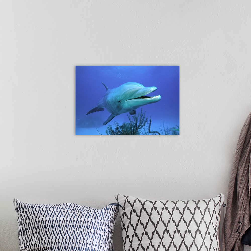 A bohemian room featuring Bottlenose Dolphin