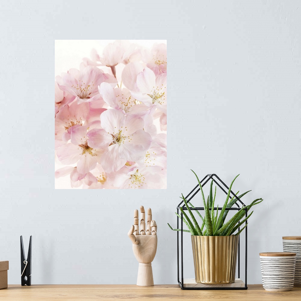 A bohemian room featuring Close-up of pink cherry blossom bouquet. Genus Prunus.
