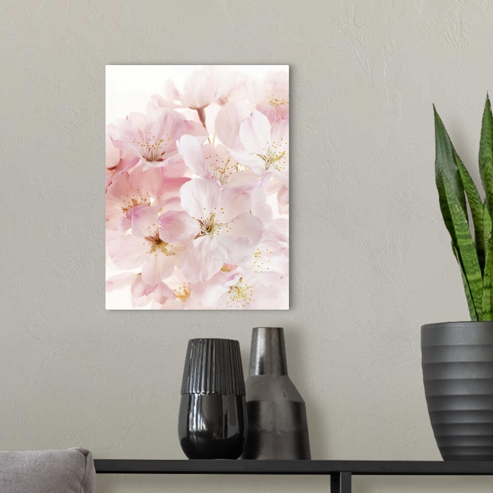 A modern room featuring Close-up of pink cherry blossom bouquet. Genus Prunus.