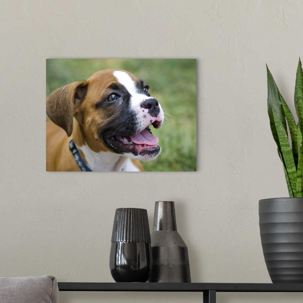 A modern room featuring Close-up of boxer dog at Twin Lakes Park, Greensburg, PA.
