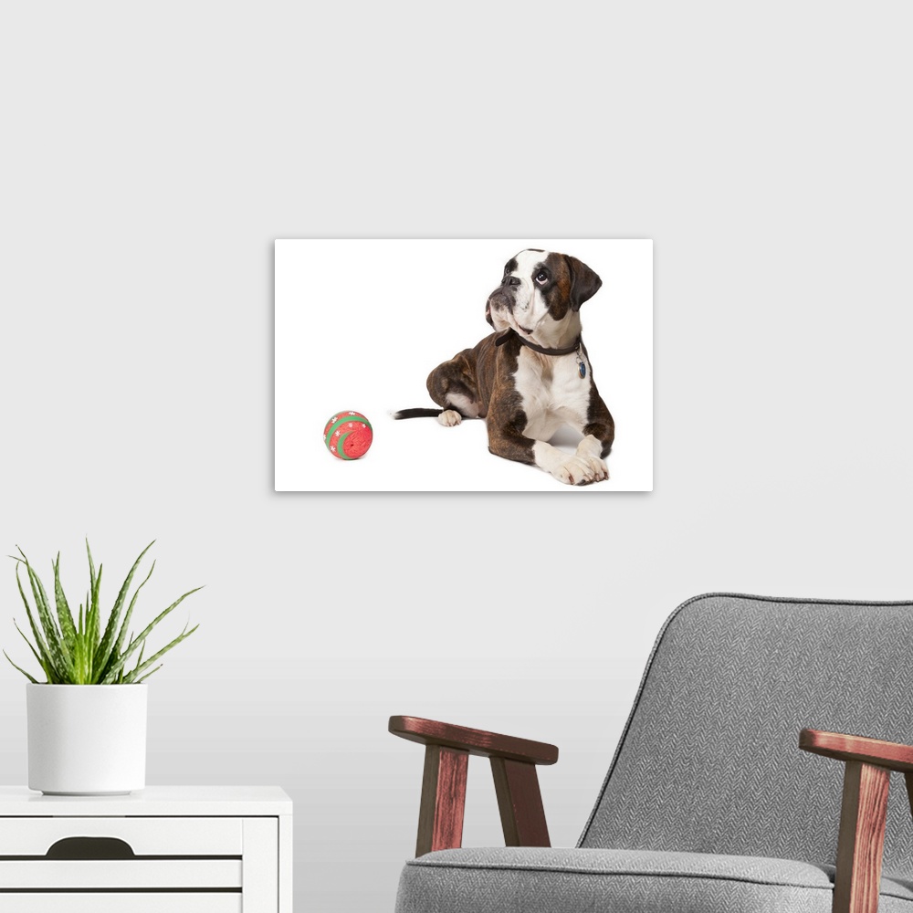 A modern room featuring Boxer dog looking up and lying on white background.