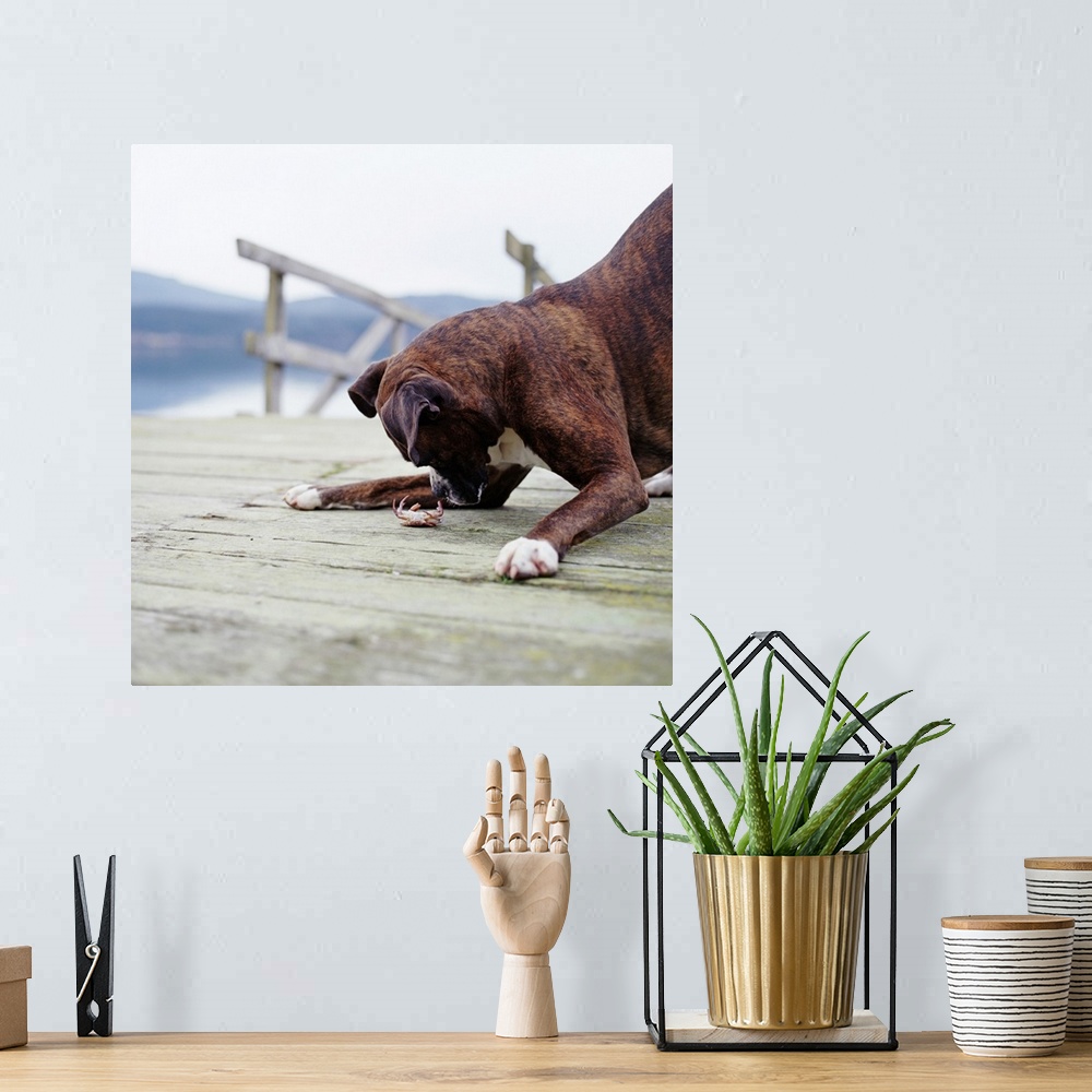A bohemian room featuring Boxer dog playing with crab on pier