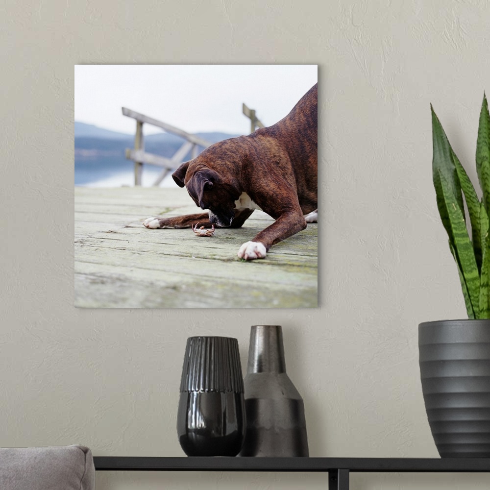 A modern room featuring Boxer dog playing with crab on pier
