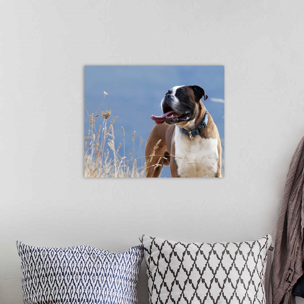 A bohemian room featuring Boxer dog with sticking out tongue.