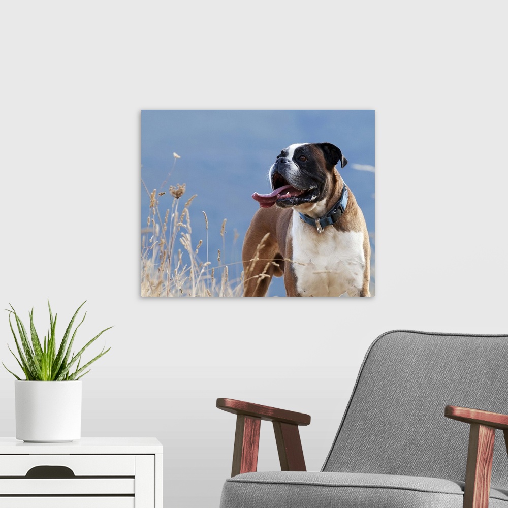 A modern room featuring Boxer dog with sticking out tongue.