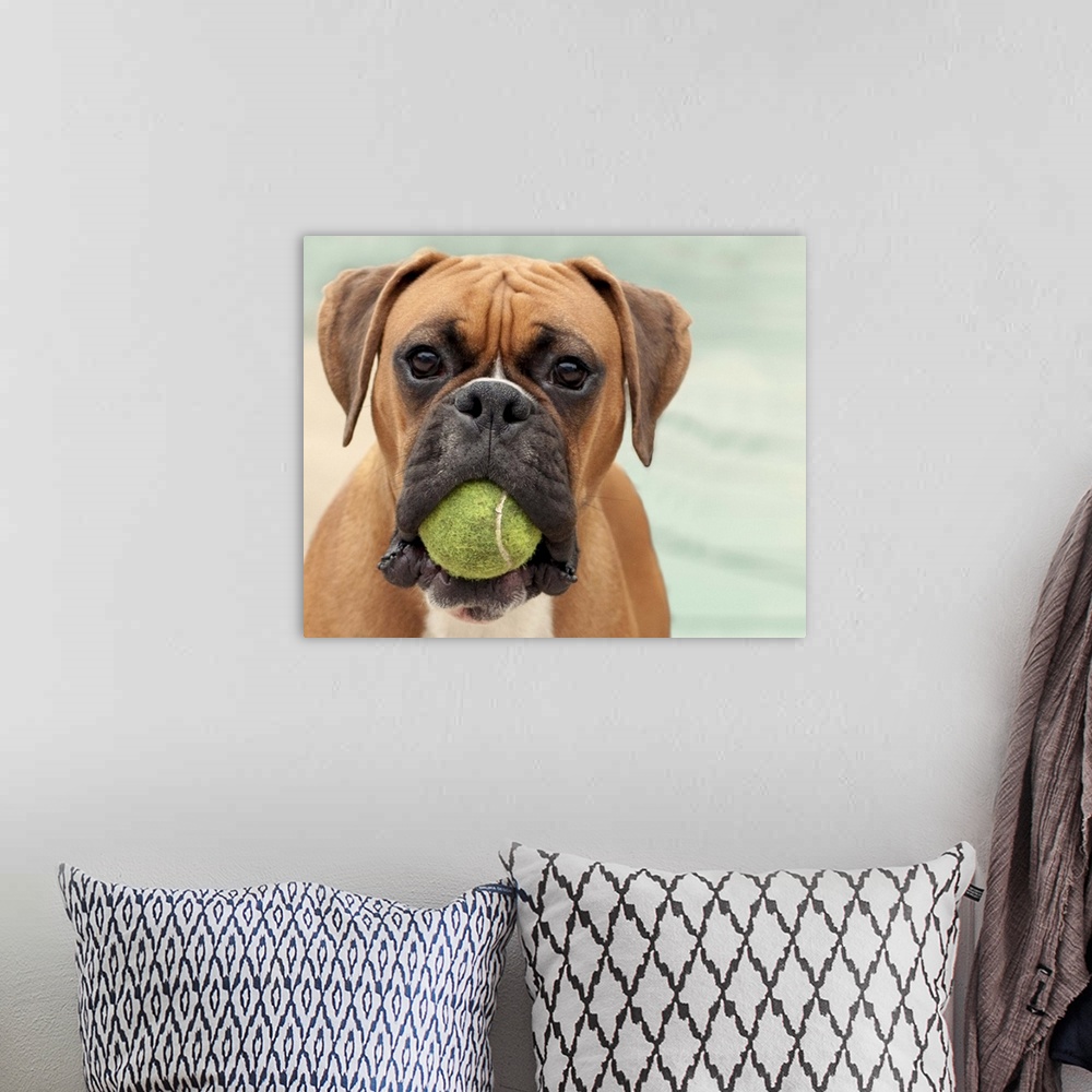 A bohemian room featuring Boxer dog holding tennis ball in mouth.