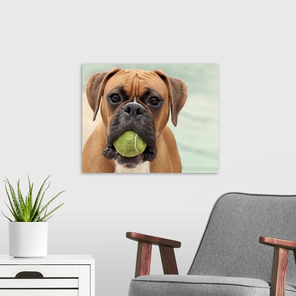 A modern room featuring Boxer dog holding tennis ball in mouth.