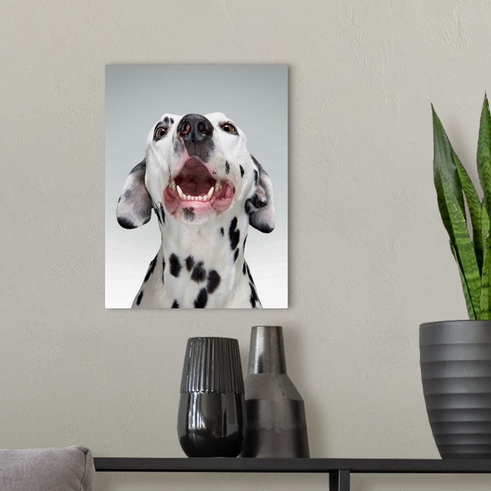 A modern room featuring Boxer puppy on ivory cream backdrop.