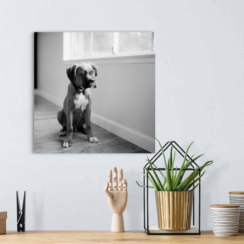 A bohemian room featuring Black and white 4 month old Boxer dog.